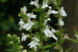 Lobelia siphilitica 'Alba'Virginische lobelia bestellen